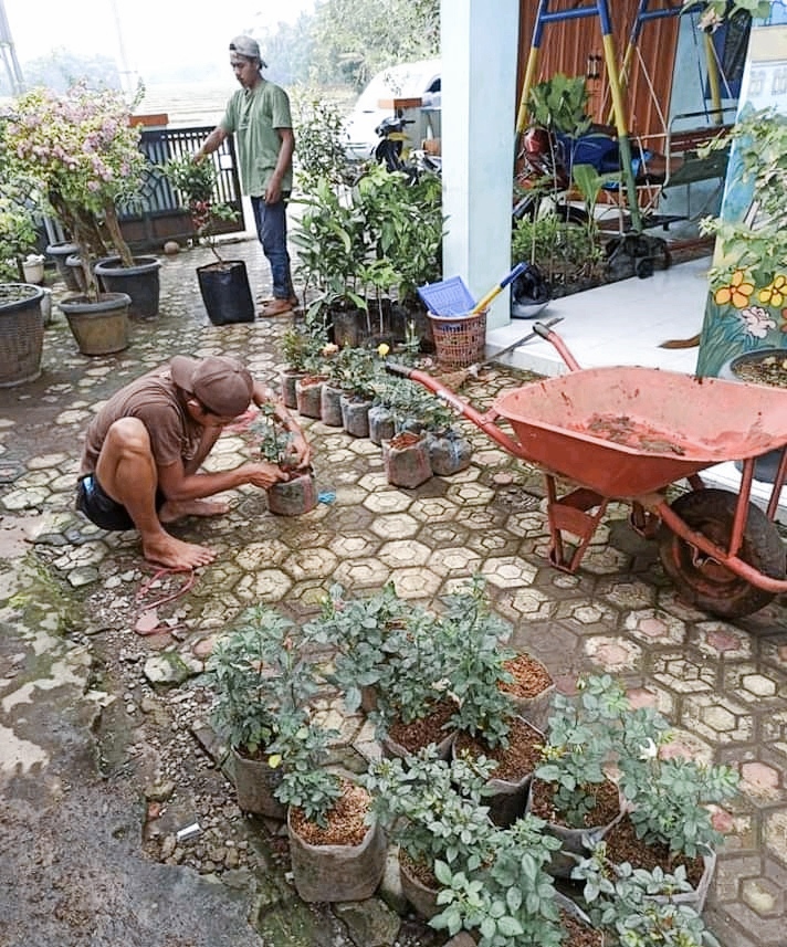 Permintaan Bibit Buah dan Kayu Meningkat