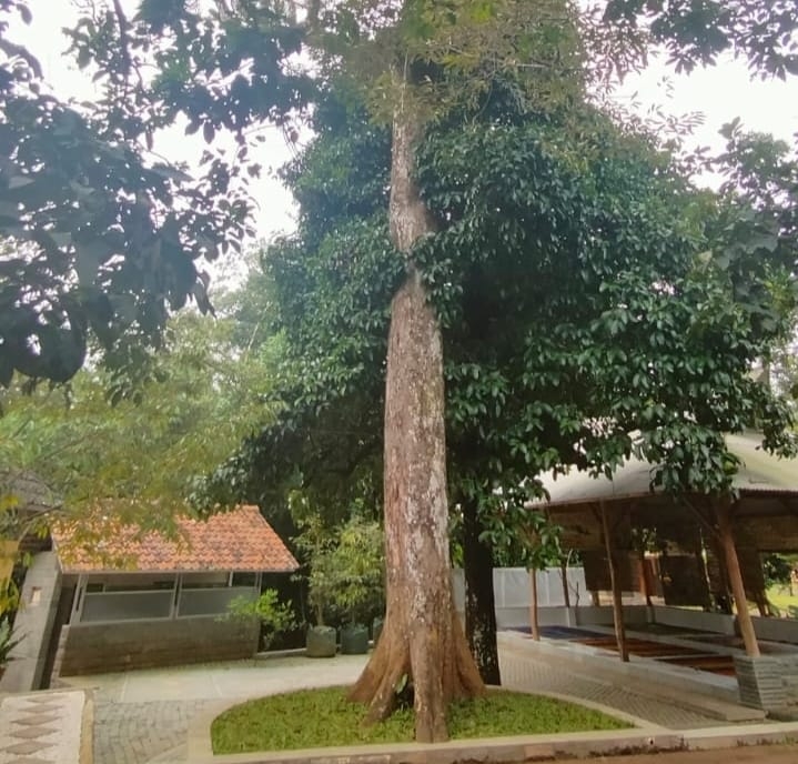 Diberi Nama oleh Seorang Jenderal, Umur Pohon Durian Perwira 250 Tahun
