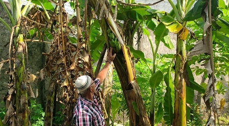 Unik, Buah Pisang Tumbuh di Tengah Batang Pohon Berlokasi di Pemakaman Desa