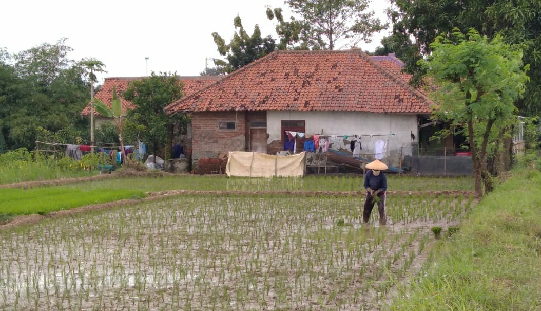 Petani Masih Kesulitan Peroleh Pupuk Bersubsidi