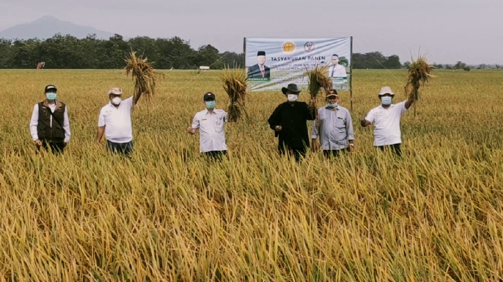 Varietas Padi Unggul Ditanam di Majalengka