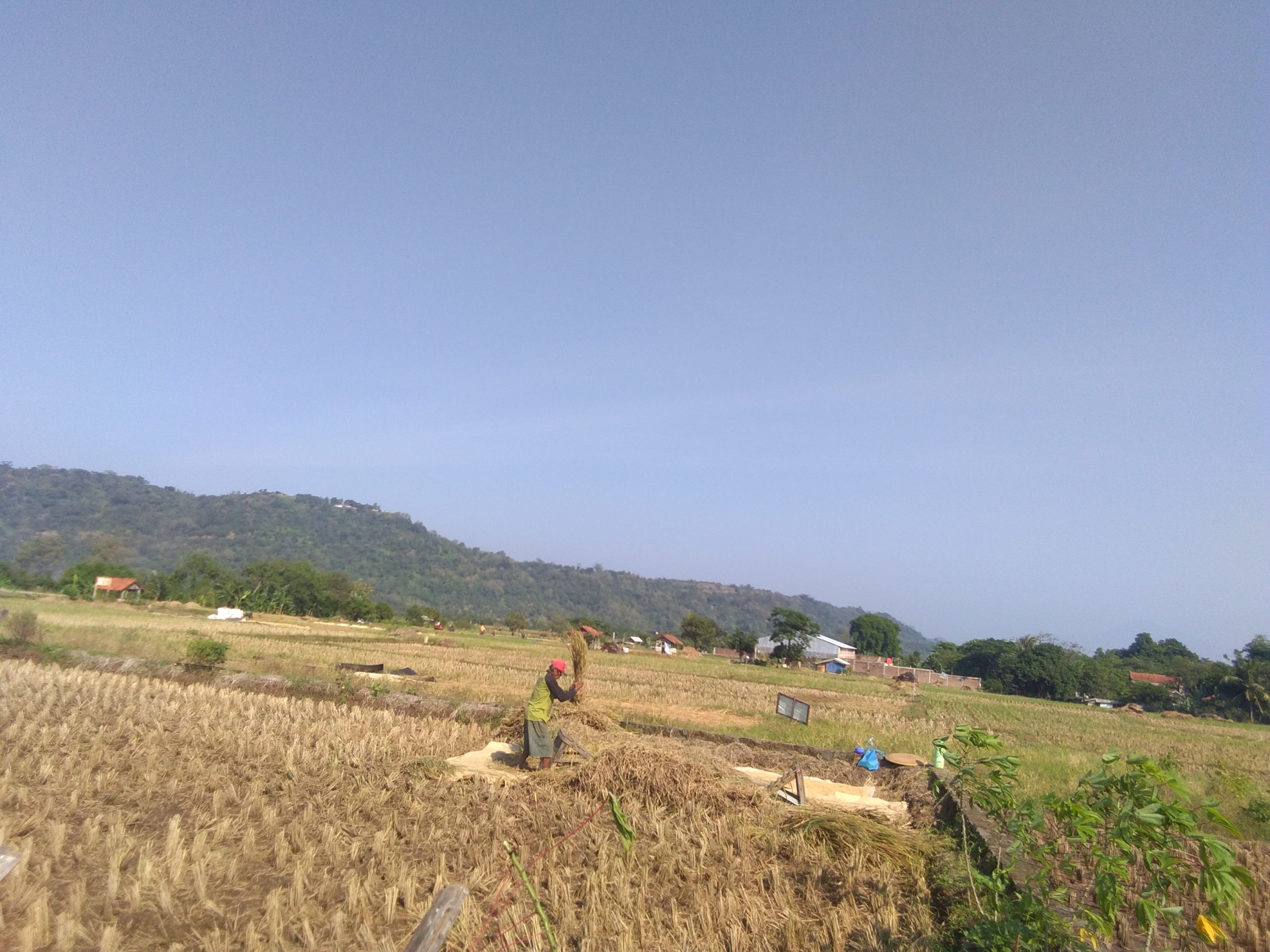 Pandemi, Aktivitas Panen Jalan Terus