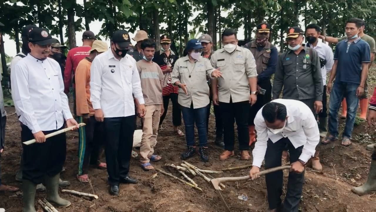 Manfaatkan Lahan Gundul Milik BUMN, Petani di Desa Ini Tanam Porang dan Tebu