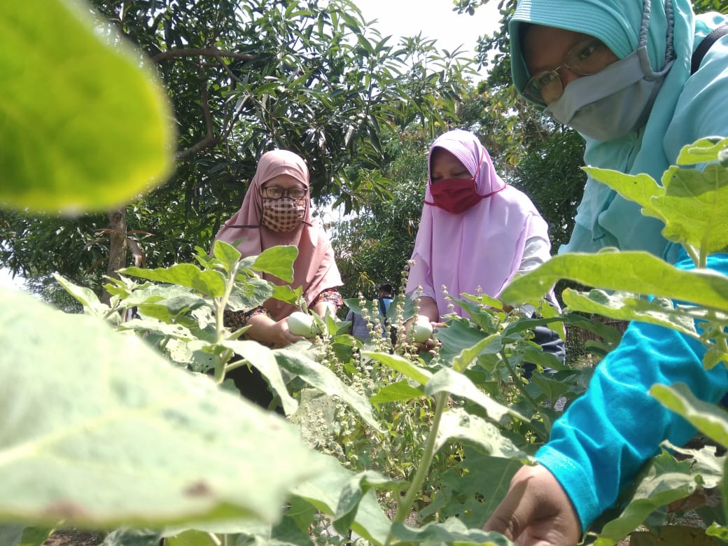 Potret Keberhasilan CSR PT Pertamina Kembangkan Potensi Ekonomi Warga Melalui Pendekatan Sustainable Agricultu